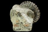 3.8" Fossil (Androgynoceras) Ammonite  - Germany - #129527-2